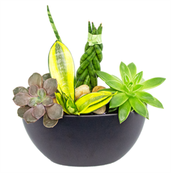 Succulent Box 