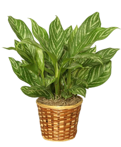 Chinese Evergreen