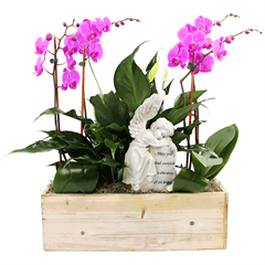 Serenity Orchids